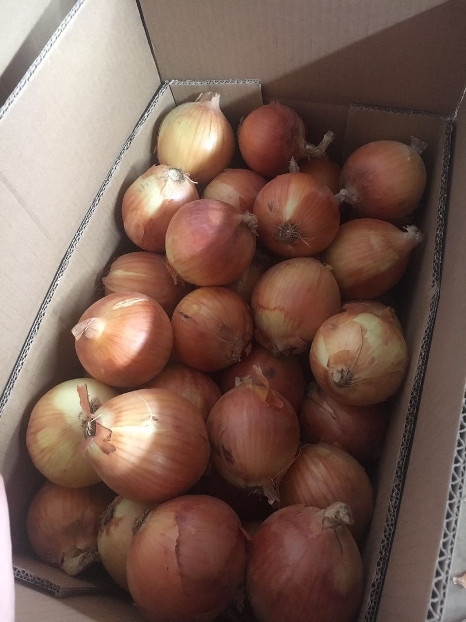 whole sale fresh yellow onion in China